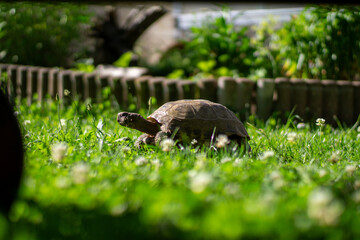 tortoise in the garden