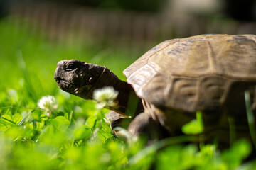tortoise in the garden