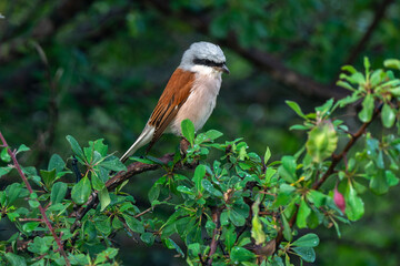Pie grièche écorcheur,. male, Lanius collurio, Red backed Shrike