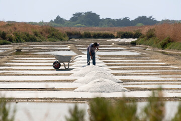 marais salants , île de Noirmoutier, 85, Vendée, France