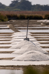 marais salants , île de Noirmoutier, 85, Vendée, France