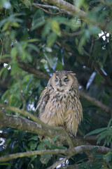 Long-eared Owl (Asio otus) in Japan