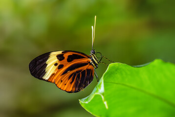 Numata longwing - Heliconius numata, beautiful orange butterfly from Central and South America...