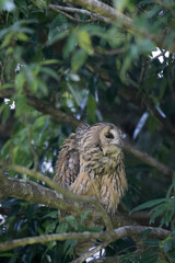 Long-eared Owl (Asio otus) in Japan