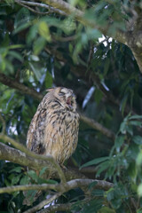 Long-eared Owl (Asio otus) in Japan
