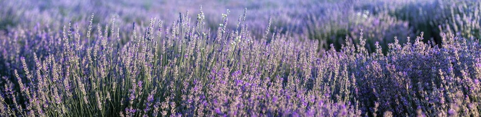 Lavender field in Provence in soft sun light. Panorama with blooming lavanda flowers. Lavender panoramic landscape, floral background for wide banner.