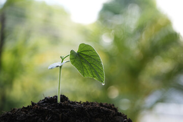 Growing plant sprout with big leaf