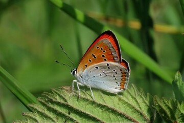 czerwończyk nieparek (Lycaena dispar) - samiec © Tomasz