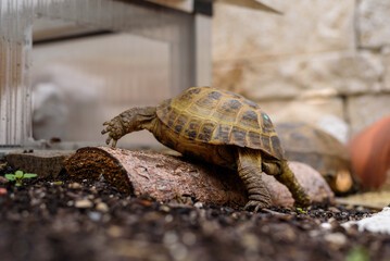 tortoise in the garden