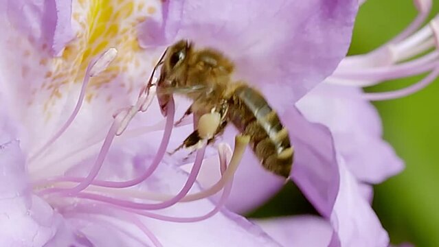 Close up of a honey bee collects pollen on purple flower.