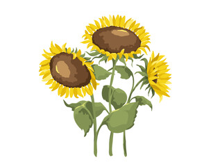 Sunflowers . Sketch in watercolor style. Vector illustration,  harvest festival background.