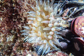 Naklejka na ściany i meble Sea anemone feeding at mediterranean sea underwater reef, white sea anemone, Colourful pink brooding sea anemone (Epiactis prolifera) from shallow marine waters, close-up of the oral disk and mouth.
