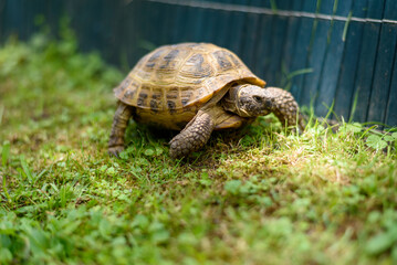 tortoise in the garden