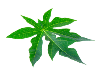 papaya leaf tropical  isolated on transparent png