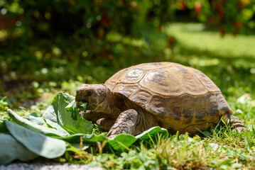 tortoise eating kohlrabi leaves