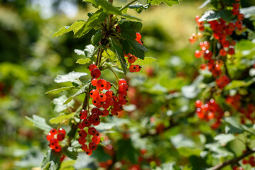red currant bush in the sunlight