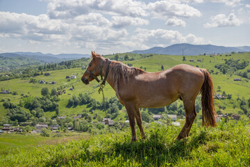 brown horse grazes in the meadows of the Carpathian mountains