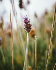 flower of a thistle lavanda