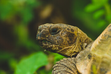 close up of a tortoise