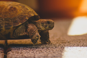 tortoise on the terrace