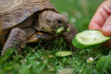 tortoise eating cucumber