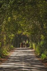 Obraz premium walking in the park