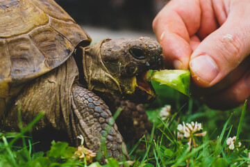tortoise eating cucumber