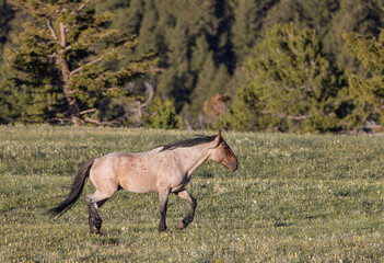 Wild Horse in Summer in the Pryor Mountains Montana