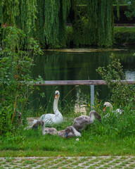 geese on the river bank