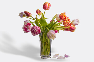 still life with glass vase and natural tulips