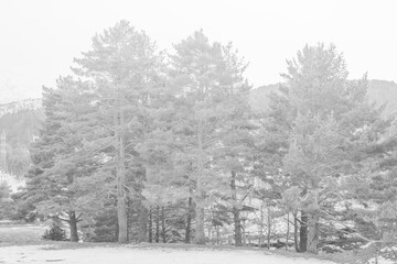 snowy landscape with pine trees. black and white photography. high key photography