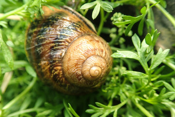 A brown snail crawls slowly on green grass leaf on a morning sunny spring day. small snail in a...