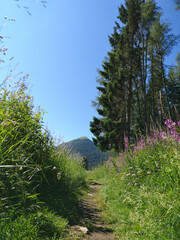 pine forest in the mountains of tres Cime