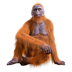 3D Rendering Orangutan on White © photosvac