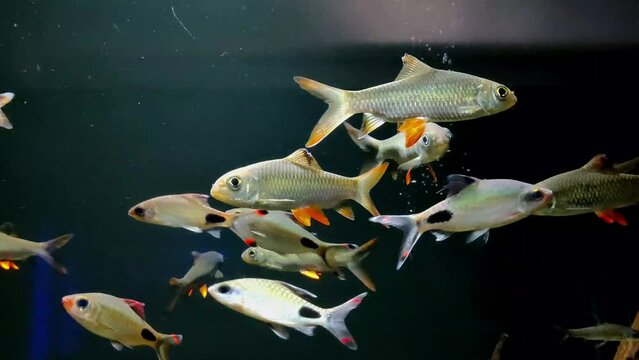 Hoven's carp (Leptobarbus hoevenii; Jelawat in Malay), also known as the mad barb or sultan fish, gracefully swimming in an illuminated aquarium.