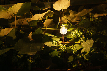 grapes lit at night