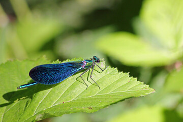 Libellule bleue