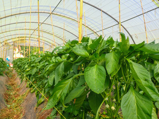 Green bell pepper plantation with plastic film placed over the ground, Sweet pepper plant in a farmer's field, paprika, bell pepper in greenhouse or glasshouse, in state Jijel Algeria, North Africa.