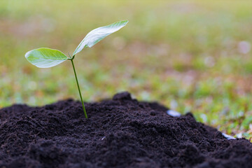Farmers plant seedlings into fertile soil.