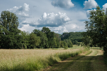 tracks in the pasture of a french countryside, with forest background 