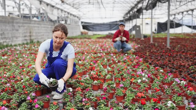 Female gardening worker in blue overall inspects young balsam plants after treatment with antifungal drugs. Care, supervision, fungicides. Growing seedlings of plants for distribution