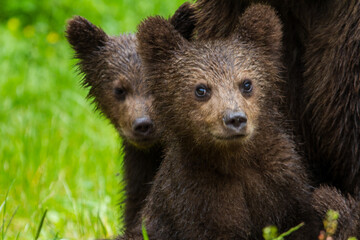 Young bears at the Transfagarasan in Romania