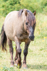 A Konik Horse walks in the grass meadow landscape the Ooijpolder in the Netherlands, Europe