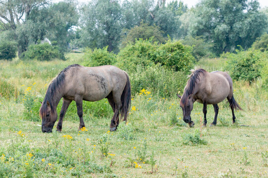 Two Konik Horses grazing grass in the summer in Gelderland, Europe