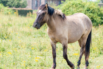 Obraz premium A Konik Horse walking in front of traditional Dutch House