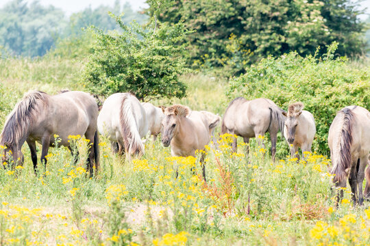 Group of Konik Horses grazing grass in the Ooijpolder in Holland, Europe