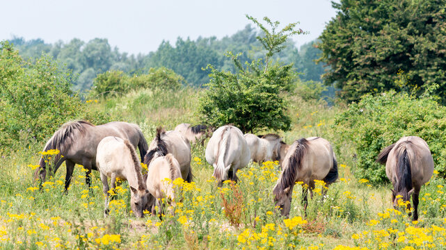 A group of Konik horses grazing grass in the Ooijpolder, the Netherlands