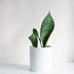 Sansevieria Masoniana Whale Fin, Snake Plant in white plastic pot on light background. Home hobby. Succulent, house plant. Selective focus. Square. Close up.
