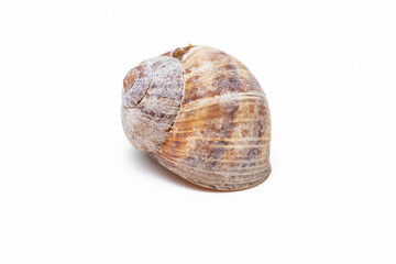 Weinbergschnecke Schneckenhaus