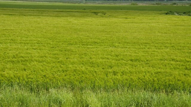 Wind on a green Barley Field making it look like waves in East Frisia, Germany on a windy summer day. Camera panning